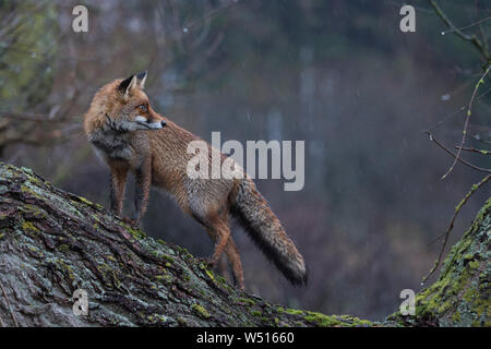 Red Fox / Rotfuchs ( Vulpes vulpes ) adulto, wet winterfur, salì su un albero, in piedi, guarda indietro, in un giorno di pioggia, all'alba, vista laterale, la fauna selvatica, Euro Foto Stock