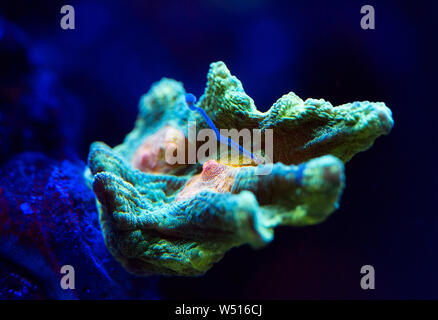 Belli e colorati coralli in un acquario marino. Foto Stock