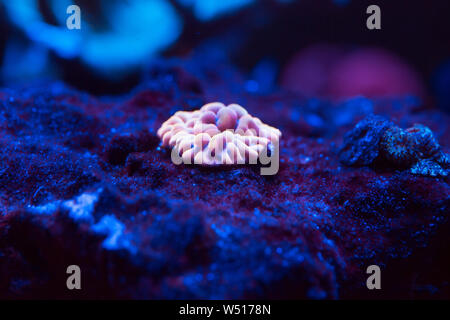 Belli e colorati coralli in un acquario marino. Foto Stock