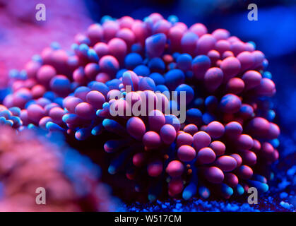 Anemoni. Belli e colorati coralli in un acquario marino. Foto Stock