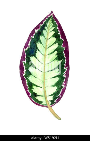 Maranta foglia striato isolato su bianco dipinto a mano illustrazione ad acquerello, elemento di design per il biglietto, invito pattern Foto Stock