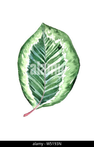 Maranta foglia striato isolato su bianco dipinto a mano illustrazione ad acquerello, elemento di design per il biglietto, invito pattern Foto Stock