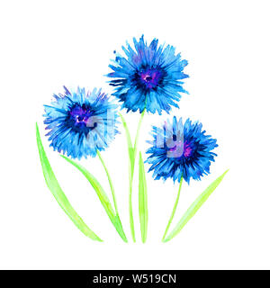 Rametti di blue centaurea fiori isolati su sfondo bianco, dipinte a mano illustrazione ad acquerello, elemet per la progettazione, la invito, pattern Foto Stock