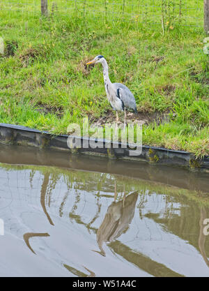 Airone cenerino ardea cinera si fermò sulla riva del canale nel fiume rurale scena Foto Stock