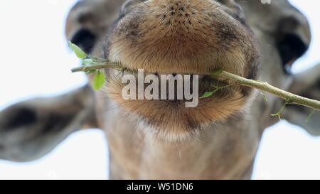 Giraffa. La realizzazione di una divertente faccia come egli mastica. Il concetto degli animali negli zoo. Lo Zoo di Pattaya, Thailandia Foto Stock