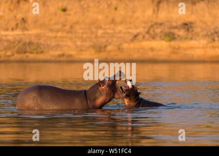 Ippopotami (Hippopotamus amphibius) nell'acqua, riproduzione, riproduzione, madre animale con i giovani, Luangwa River, a sud Luangwa National Park, Zambia Foto Stock