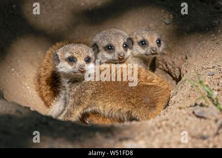 Meerkats (Suricata suricatta), animali giovani guardando dal nido, Germania Foto Stock