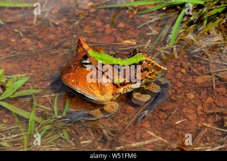 Amazzonico rana cornuta (Ceratophrys cornuta) in acqua, Guiana francese Foto Stock