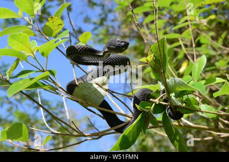 Mangrove rattlesnakes (Trimeresurus purpureomaculatus) Salendo nella struttura ad albero, nei pressi di Bukittinggi, Sumatra Foto Stock