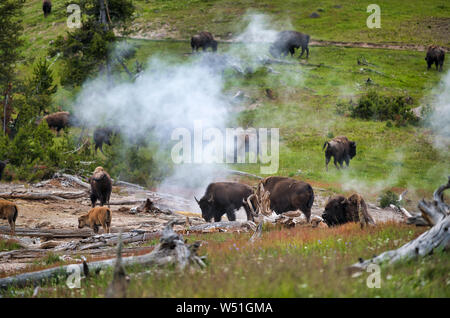 Una mandria di bisonti si muove lungo il Parco Nazionale di Yellowstone, Wyoming negli Stati Uniti. Foto Stock