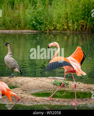 Caraibi Flamingo a Slimbridge Foto Stock