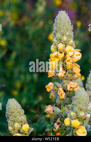 Mullein comune o Molène thapsus fiore. La bassa profondità della foto del campo. Foto Stock