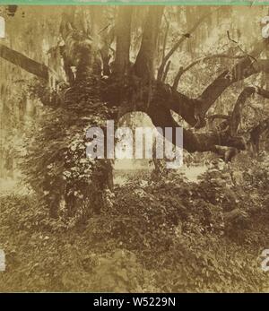 Live Oaks, Magnolia cimitero, George N. Barnard (American, 1819 - 1902), circa 1875-1880, albume silver stampa Foto Stock