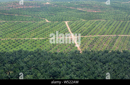 Vista aerea di olio di palma plantation in Selangor, Malaysia Foto Stock