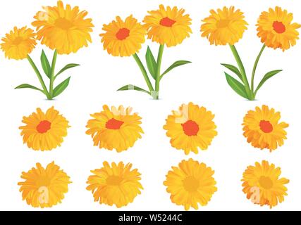 3D realistici calendula. Impostare tagete isolati su sfondo bianco.Calendula officinalis. Illustrazione Vettoriale. Tagete close up. Illustrazione Vettoriale