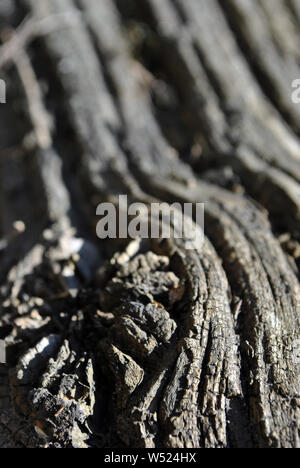 Tree linee ondulate texture con ramo segato cerchio vicino, sfondo verticale Foto Stock