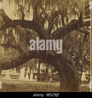 Visualizzare nel cimitero di Magnolia, Charleston S.C., Benjamin West Kilburn (American, 1827 - 1909), circa 1865, albume silver stampa Foto Stock