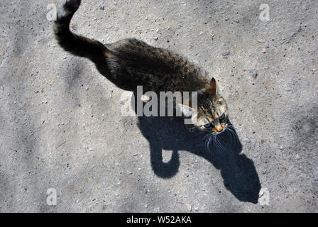 Gatto grigio a piedi su grigio asfalto texture, vista dall'alto Foto Stock