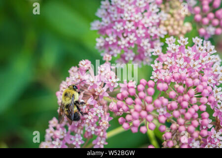 Bumblebee, Bombus, feed sul rosa milkweed di palude, Asclepias incarnata, su una mattina d'estate Foto Stock