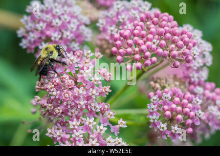 Bumblebee, Bombus, feed sul rosa milkweed di palude, Asclepias incarnata, su una mattina d'estate Foto Stock