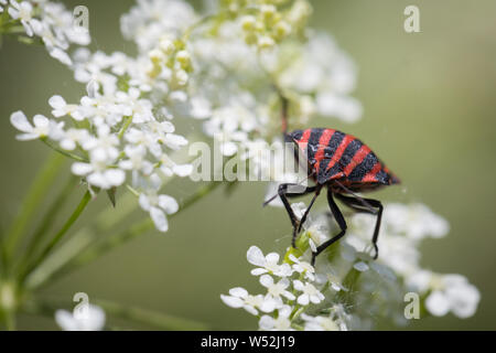 Unico bug a strisce su carota selvatica in estate Foto Stock