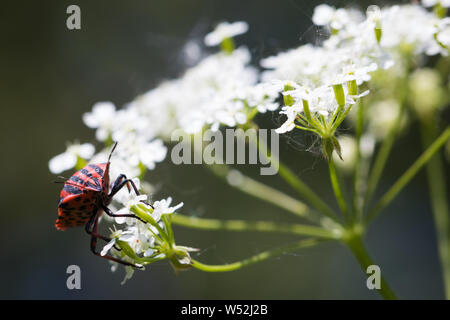 Unico bug a strisce su carota selvatica in estate Foto Stock