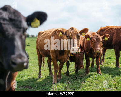 Le mucche al pascolo in una fattoria nel nord della Germania Foto Stock