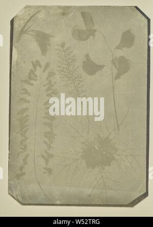 Disposizione dei campioni di vegetali, Hippolyte Bayard (francese, 1801 - 1887), circa 1839-1841, salata stampa carta, 21,4 × 14,8 cm (8 7/16 × 5 13/16 in Foto Stock