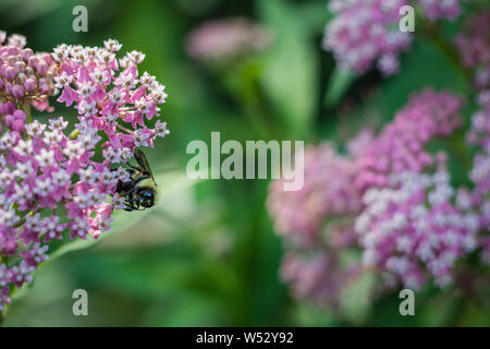 Bumblebee, Bombus, feed sul rosa milkweed di palude, Asclepias incarnata, su una mattina d'estate Foto Stock