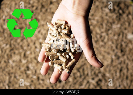 Pellet di legno di pino e nitido Foto Stock