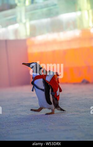 Un pinguino che porta un sacco di visite xx Cina Harbin ed al Mondo del Ghiaccio e della neve 2019 nella città di Harbin, a nord-est della Cina di Provincia di Heilongjiang, 13 gennaio 2019. Foto Stock