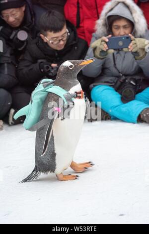 Un pinguino che porta un sacco di visite xx Cina Harbin ed al Mondo del Ghiaccio e della neve 2019 nella città di Harbin, a nord-est della Cina di Provincia di Heilongjiang, 13 gennaio 2019. Foto Stock