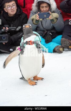 Un pinguino che porta un sacco di visite xx Cina Harbin ed al Mondo del Ghiaccio e della neve 2019 nella città di Harbin, a nord-est della Cina di Provincia di Heilongjiang, 13 gennaio 2019. Foto Stock