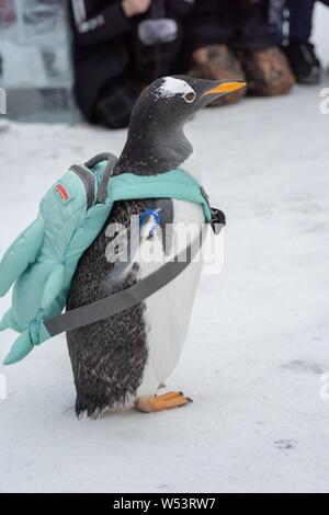 Un pinguino che porta un sacco di visite xx Cina Harbin ed al Mondo del Ghiaccio e della neve 2019 nella città di Harbin, a nord-est della Cina di Provincia di Heilongjiang, 13 gennaio 2019. Foto Stock