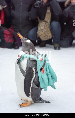 Un pinguino che porta un sacco di visite xx Cina Harbin ed al Mondo del Ghiaccio e della neve 2019 nella città di Harbin, a nord-est della Cina di Provincia di Heilongjiang, 13 gennaio 2019. Foto Stock