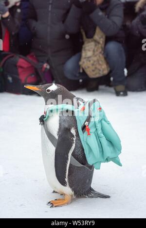 Un pinguino che porta un sacco di visite xx Cina Harbin ed al Mondo del Ghiaccio e della neve 2019 nella città di Harbin, a nord-est della Cina di Provincia di Heilongjiang, 13 gennaio 2019. Foto Stock