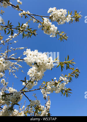 Bianco Ciliegio fiorisce su un giapponese di ciliegio contro il cielo blu e chiaro a Tokyo in Giappone Foto Stock