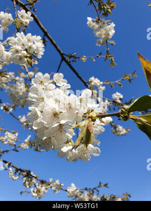 Bianco Ciliegio fiorisce su un giapponese di ciliegio contro il cielo blu e chiaro a Tokyo in Giappone Foto Stock