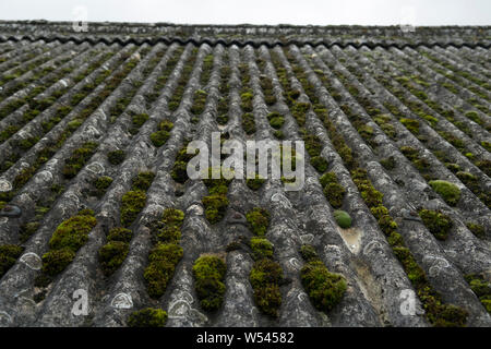 Moss che giace al di sopra di un tetto in amianto corrugato Foto Stock