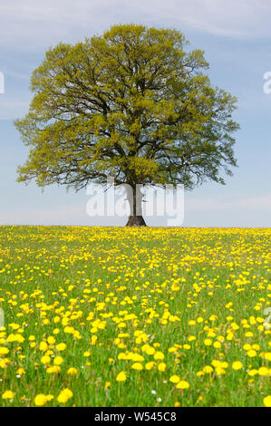 Unico albero wirh treetop perfetta in Prato Foto Stock