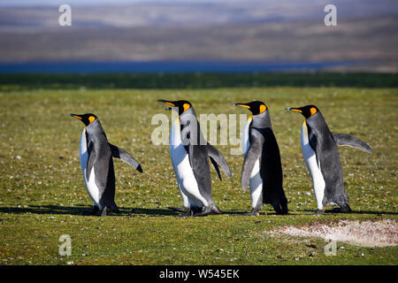 Re pinguini a Volunteer Point, East Falkland. Foto Stock