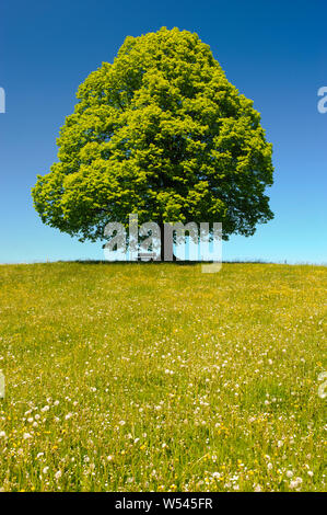 Unico albero wirh treetop perfetta in Prato Foto Stock