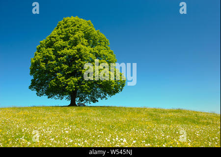 Unico albero wirh treetop perfetta in Prato Foto Stock