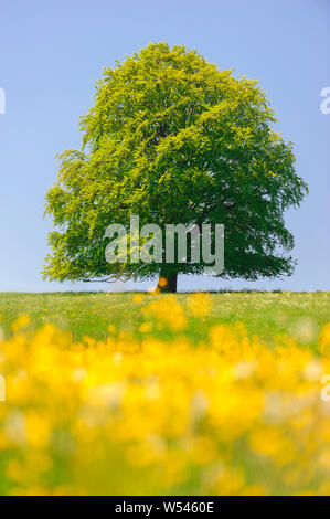 Unico albero wirh treetop perfetta in Prato Foto Stock