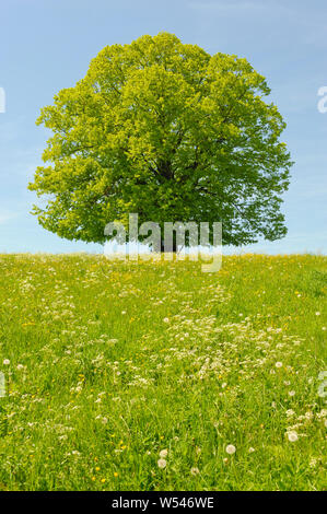 Unico albero wirh treetop perfetta in Prato Foto Stock