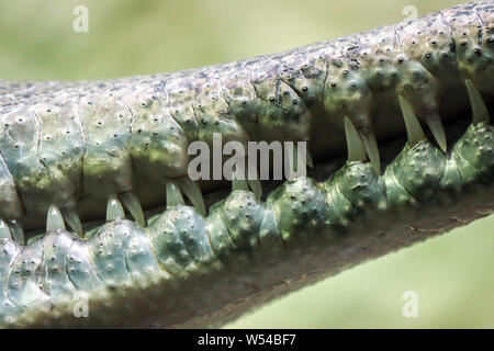 Dettaglio dei denti nella bocca del coccodrillo, Gharial Foto Stock