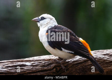 Bianco-guidato buffalo weaver, Dinemellia dinemelli Foto Stock