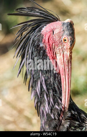 Northern Bald ibis Bird Geronticus eremita, Hermit ibis, o waldrapp un uccello adulto che pulisce le sue piume, Geronticus eremita Portrait Foto Stock