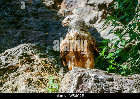 Uccello aquilone rosso, Milvus Milvus arroccato sulla roccia Foto Stock