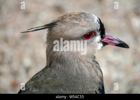 Southern pavoncella Vanellus chilensis, dettaglio della testa Foto Stock